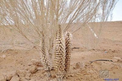 阿拉善肉苁蓉：沙漠中的“超旱生植物之王”