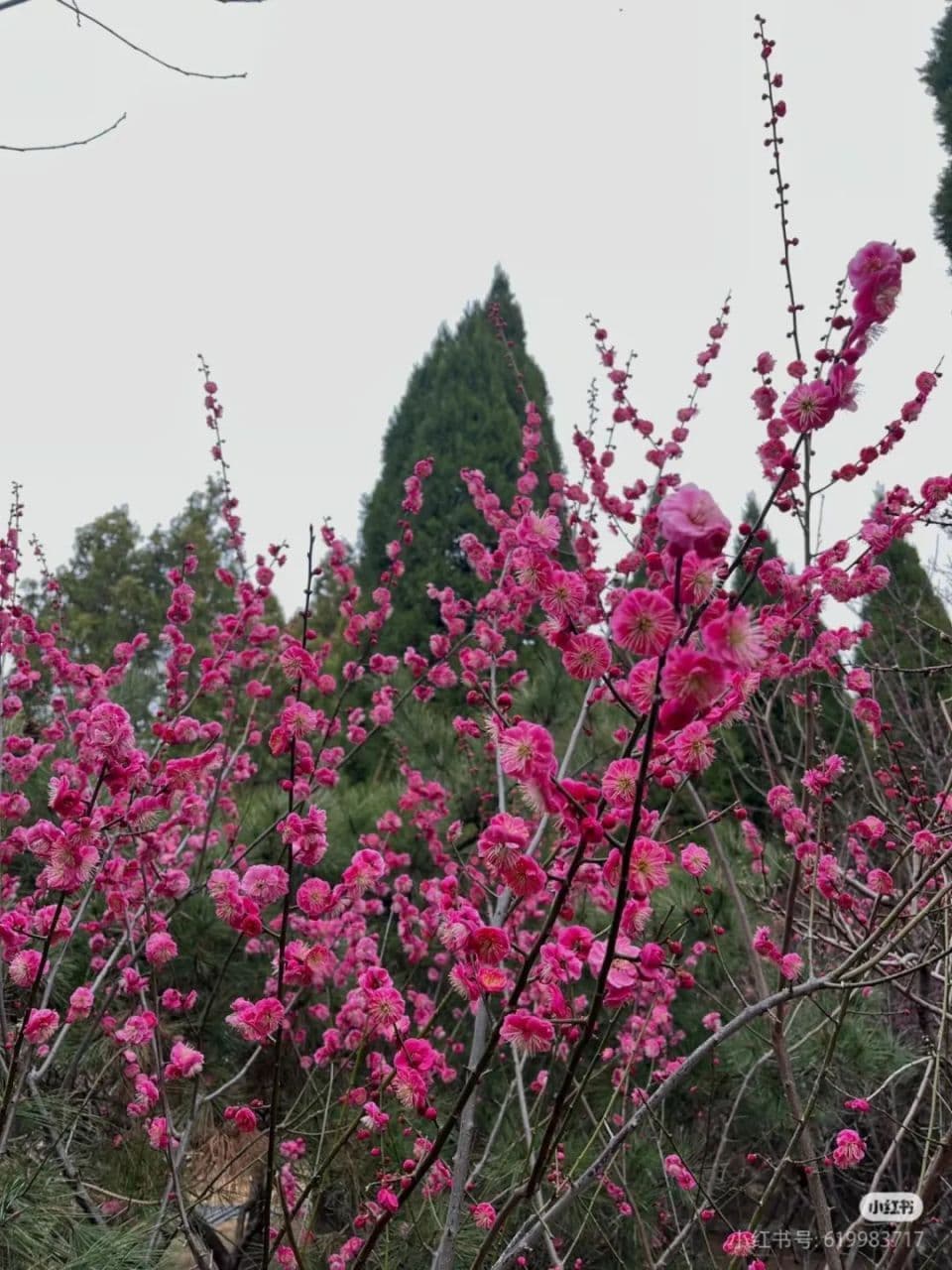 临沂春季免费漫游，书写春日诗意