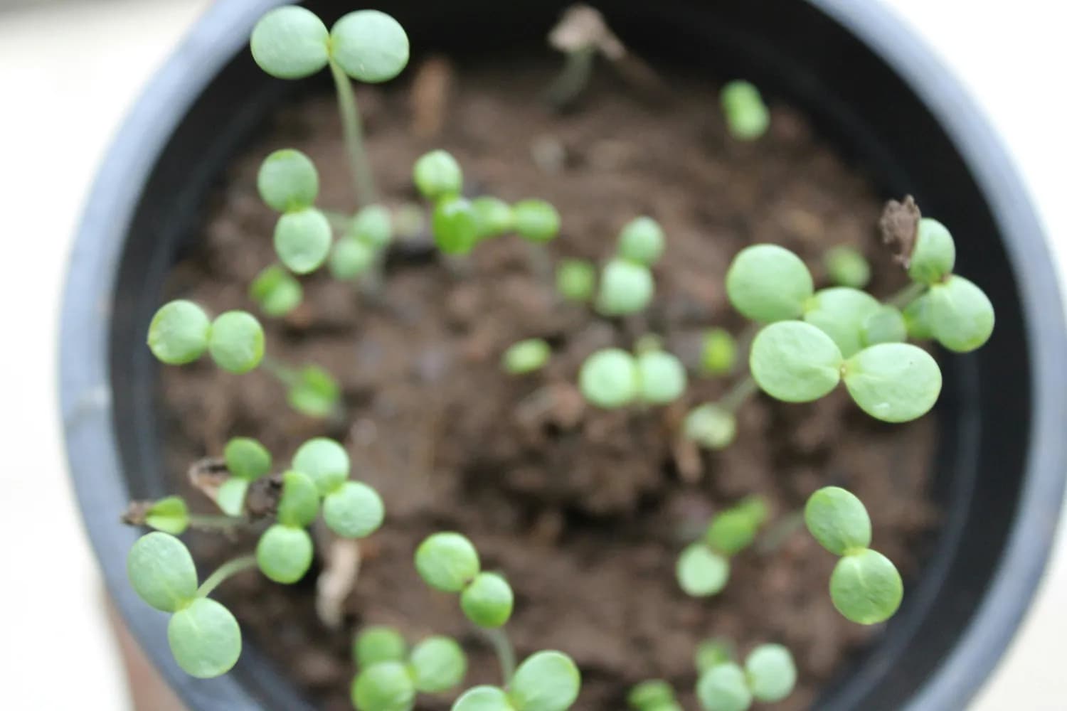 猫爪草：从传统草药到现代医学新星