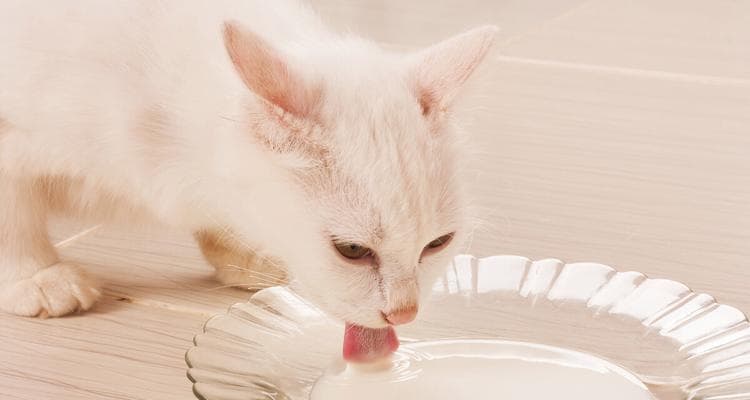 猫咪能一直吃幼猫粮吗？长期食用的影响是什么？