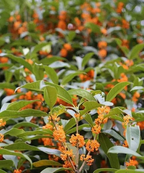 桂花树多久需要浇水一次？如何正确浇水？
