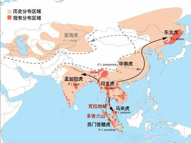 虎年说虎：论老虎的起源与变迁