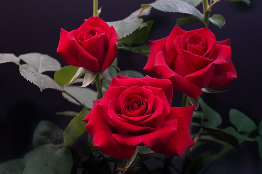 科技赋能花卉产业振兴 赤子之心点亮云花未来