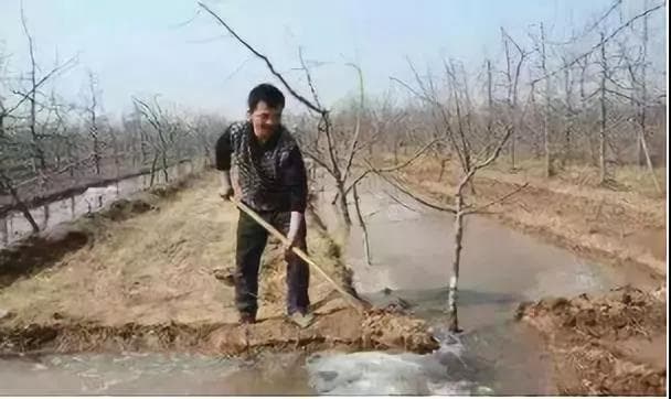 果树冬季灌水（封冻水）有啥用？