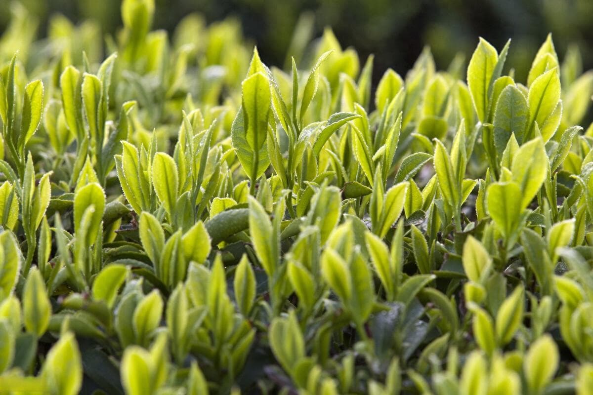 茶叶有哪些茶 ？这下全看懂了