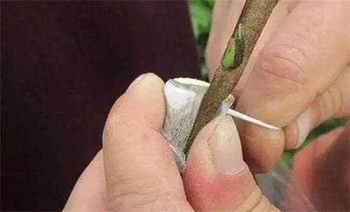 陈皮原枝柑和驳枝柑的区别