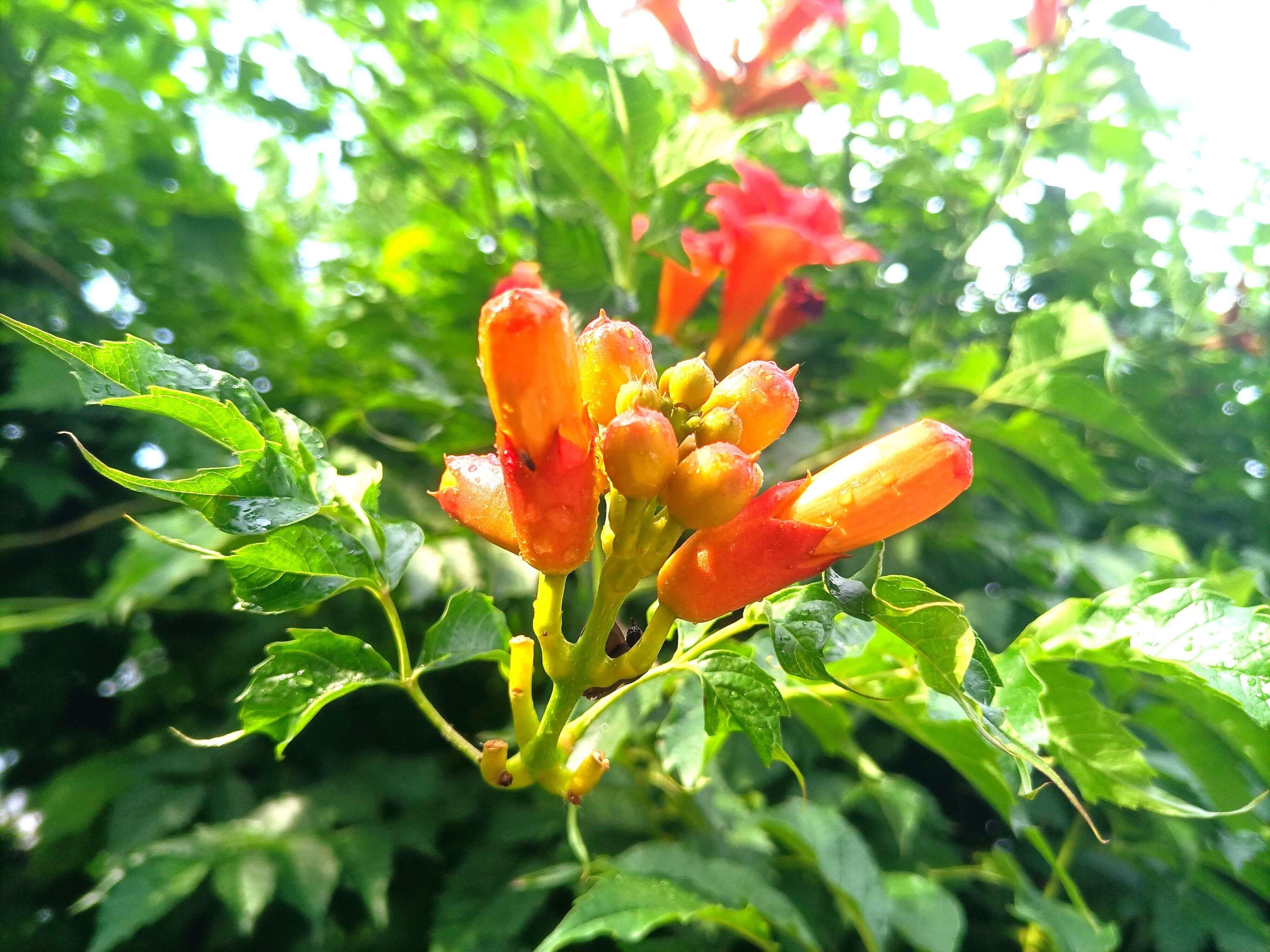 三首咏凌霄花古诗词，说尽凌霄花永攀之美