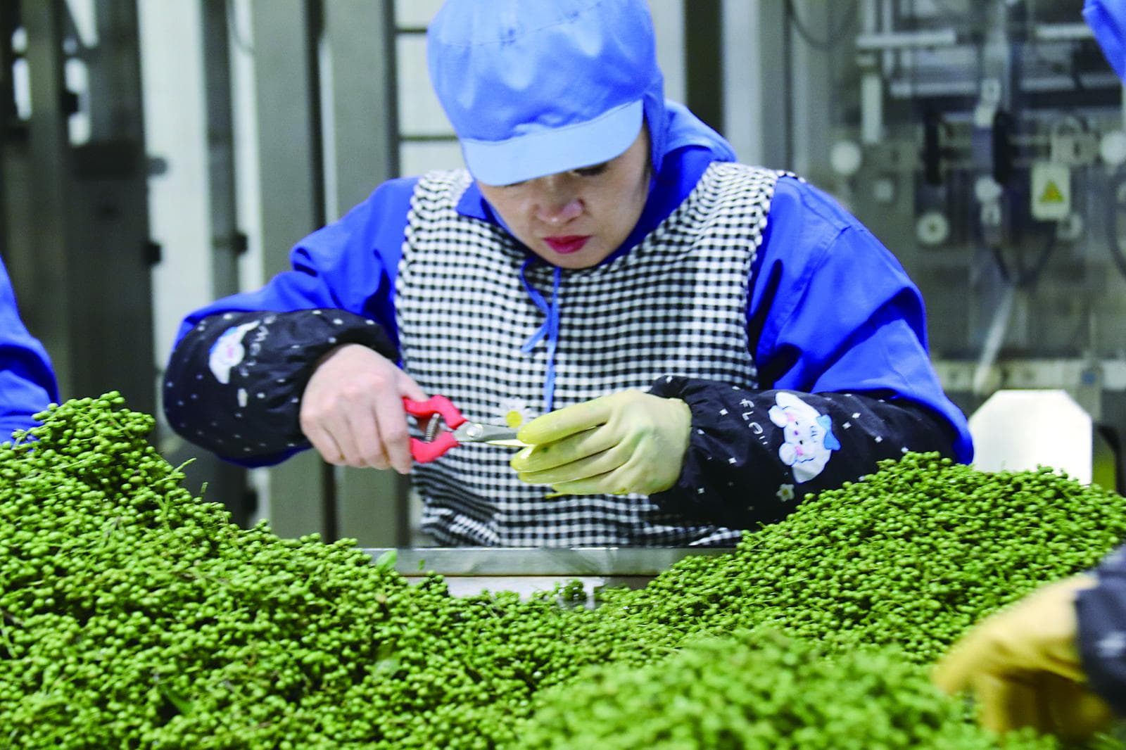 麻力全开 看重庆花椒如何征服全球味蕾