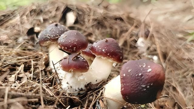 赤松茸和松茸有什么区别？赤松茸和松茸哪个更贵？