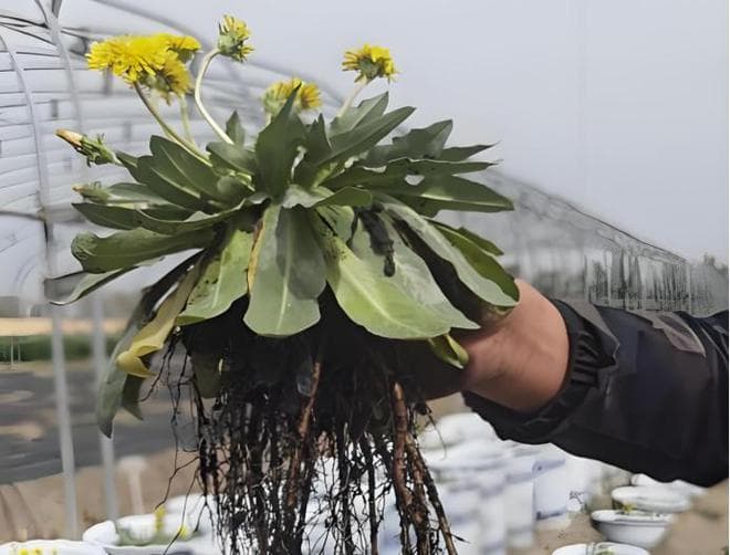 新疆特克斯地区发现神奇橡胶草，盐碱地种植成功带来百亿级产业机遇