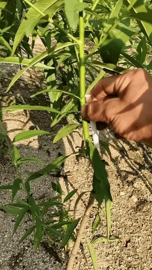 桃树种子育苗方法全过程（详细）