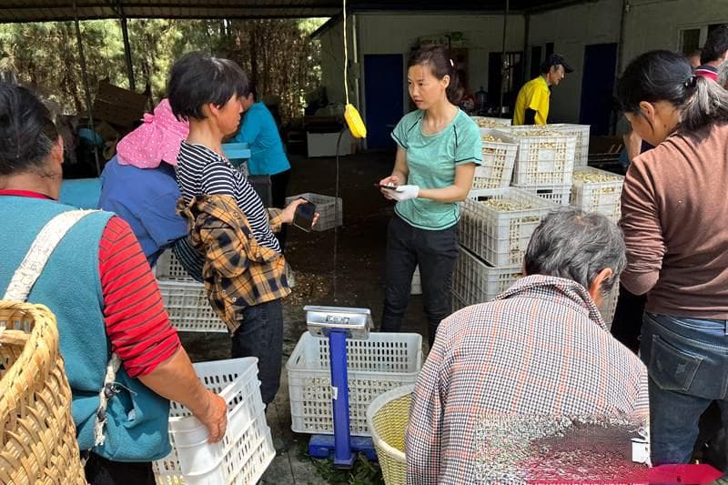 不同授粉方式对猕猴桃果实品质的影响