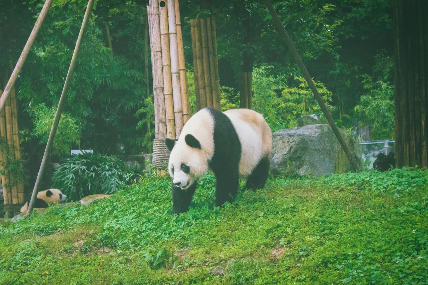 揭秘中国国宝大熊猫的生活奥秘