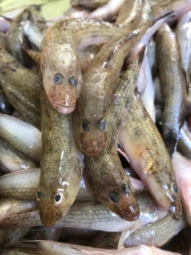 笋壳鱼：从外来物种到餐桌上的美味