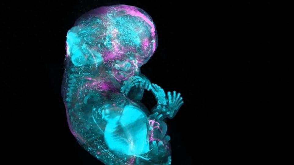 科学家在绘制人体37万亿个细胞图谱方面迈出了巨大的一步