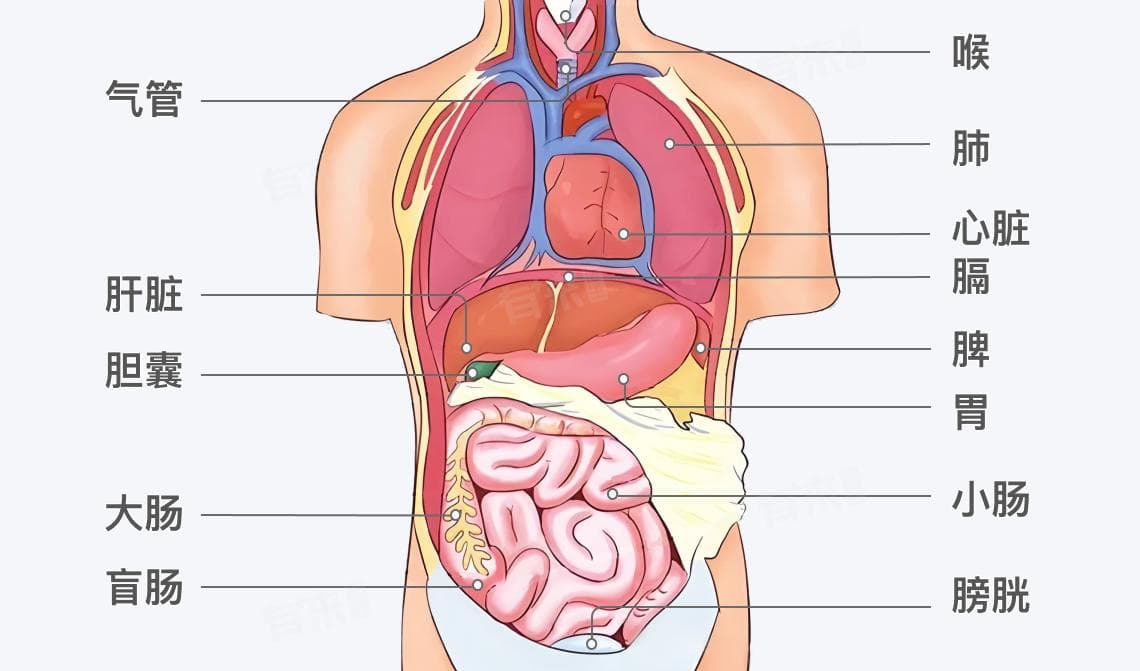 人体内脏分布详解：从胸腔到盆腔的器官位置与功能