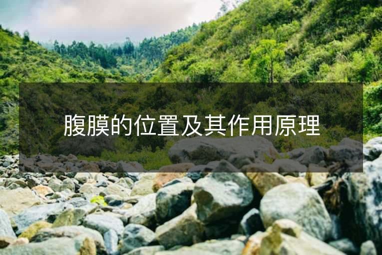 腹膜的位置及其作用原理