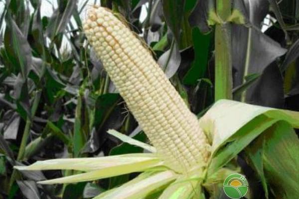 几月种玉米最佳季节？