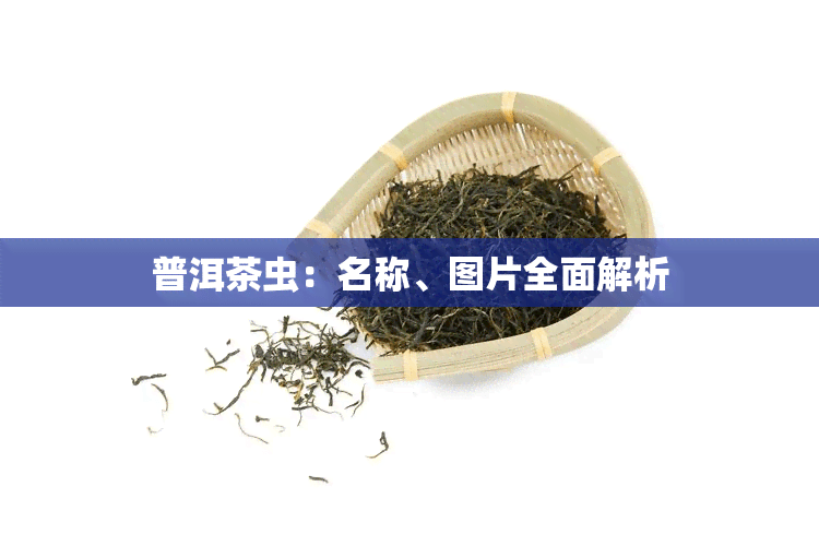 普洱茶虫：名称、图片全面解析