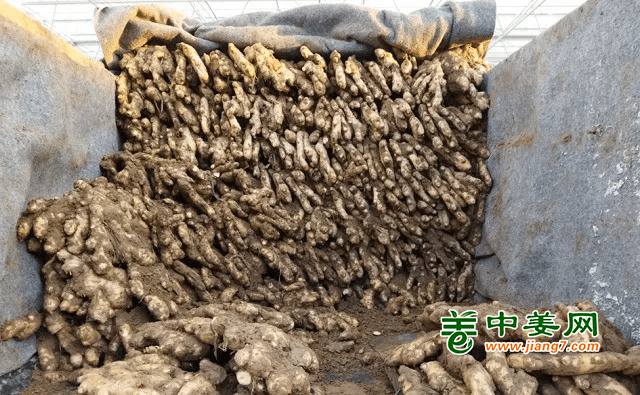 生姜窖藏细节，你了解了吗？