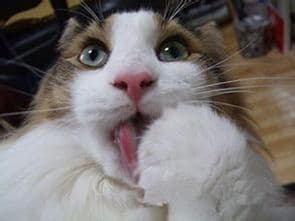 猫咪异常舔衣怎么办？科学养护与行为干预全攻略