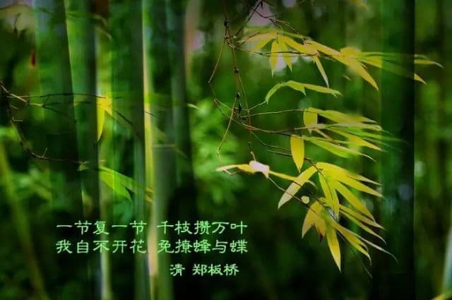 竹子的药用价值