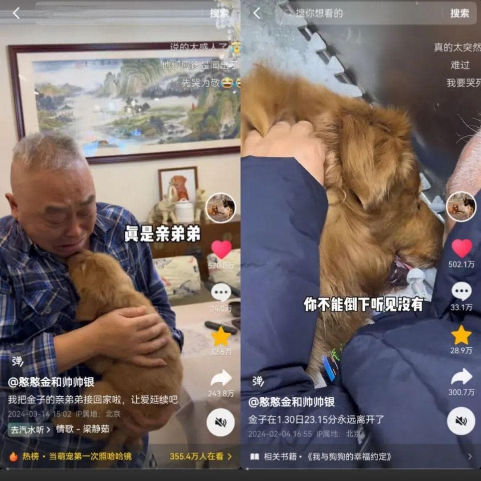 情比“金”坚：憨憨金毛“金子”带来的爱与感动