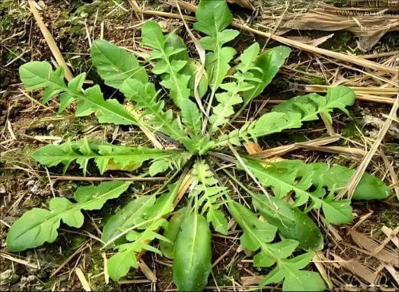 五种野菜，春天里天然的控糖佳肴