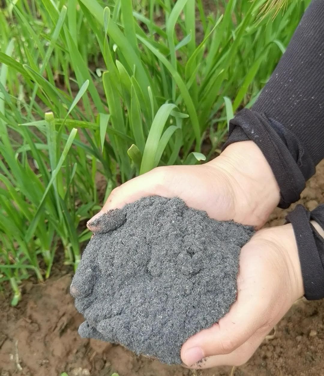 瓜果蔬菜经常有虫子？推荐两种绿色杀虫方法，混合使用效果会更好