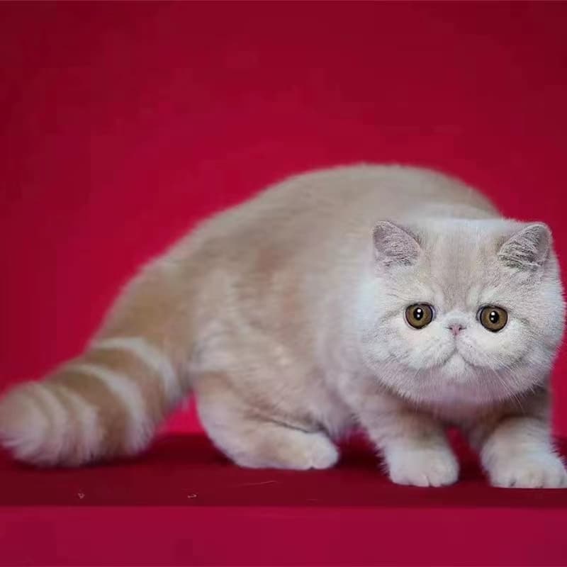 猫咪尿频的原因及应对方法