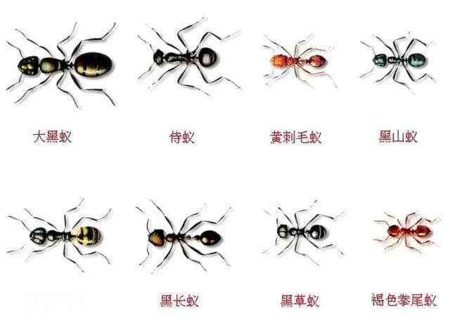 中国十大“三有”保护昆虫，让你震惊了吗？