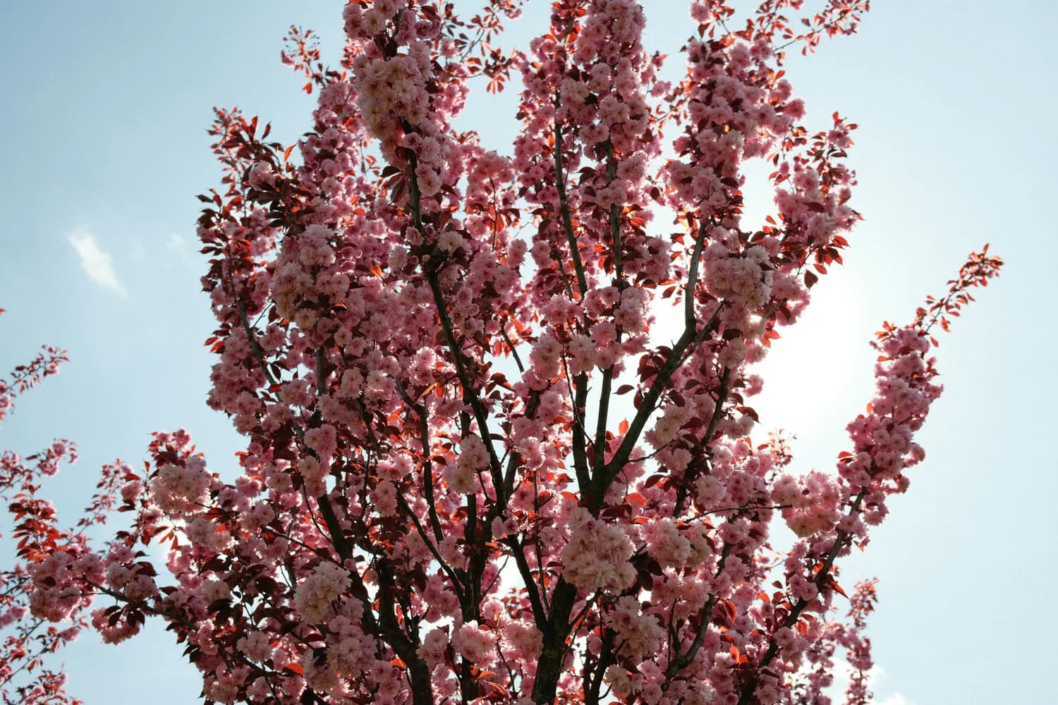 冬季护花指南：樱花树保暖秘籍