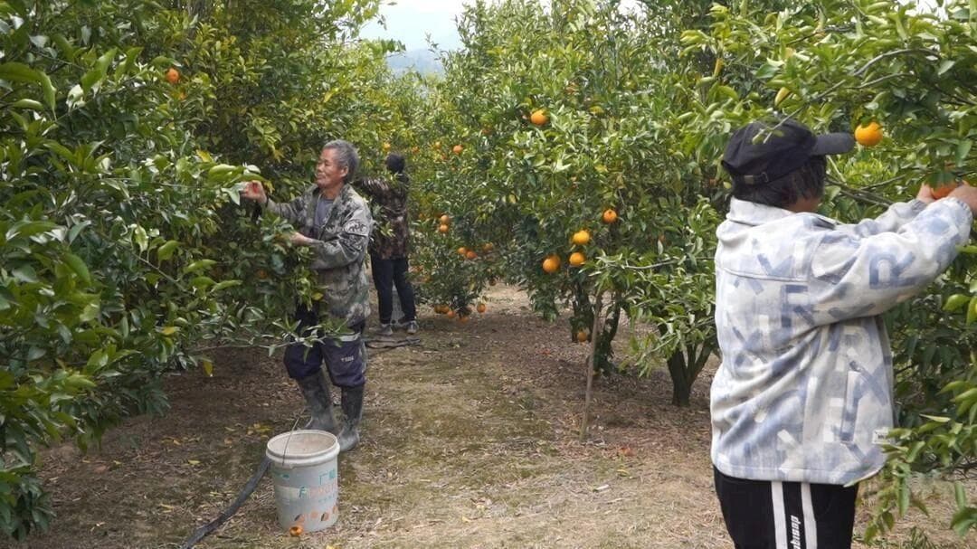 临武南岸村：耙耙柑喜迎丰收