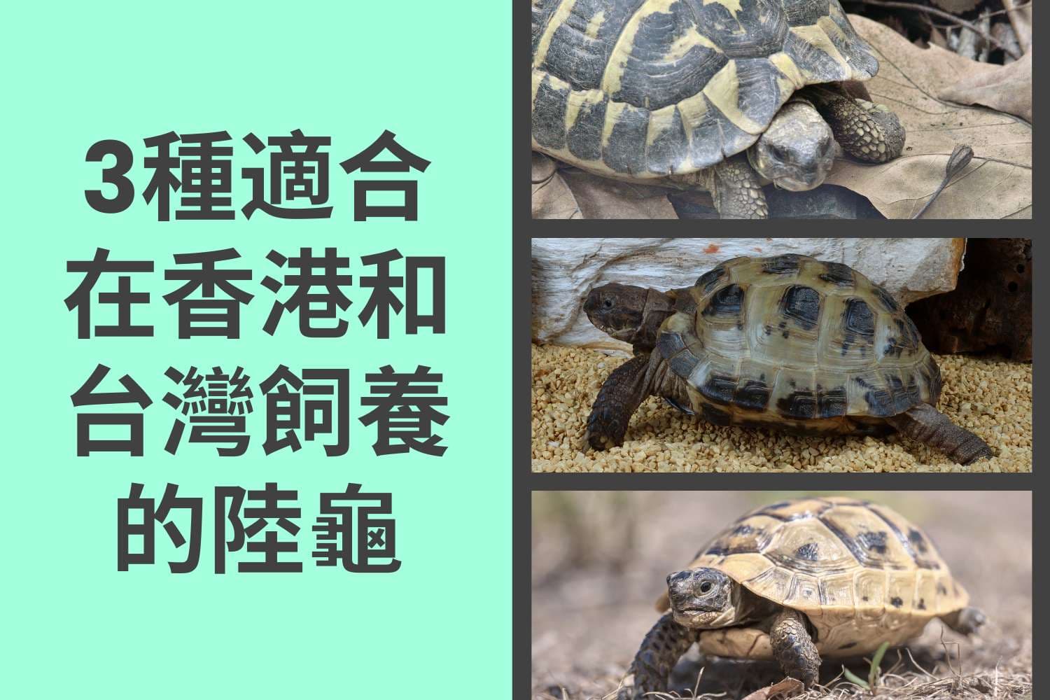 3種適合在香港和台灣飼養的陸龜