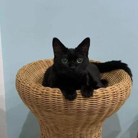 黑猫代表什么象征意义？中国黑猫寓意和象征？