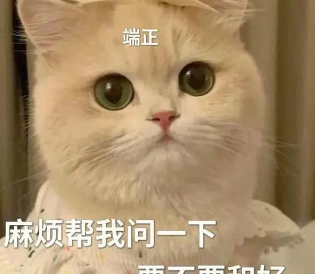 养猫久后才知道， 原来猫咪是这样“认出”自己主人的！