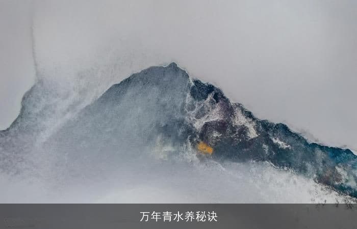 万年青水养秘诀