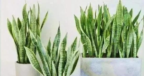 虎尾兰养殖指南：从环境到病虫害防治的全面详解
