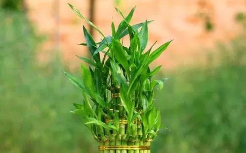 如何科学浇水，让花草茁壮成长（掌握浇水的基本原则）