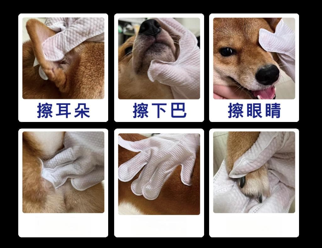 带宠物外出必看！10大贴士让爱宠保持清洁健康，玩得开心！