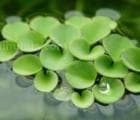 浮萍：一种常见的水生植物及其药用价值