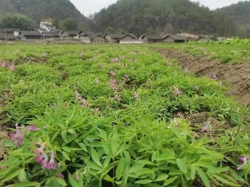 元胡高产栽培技术要点