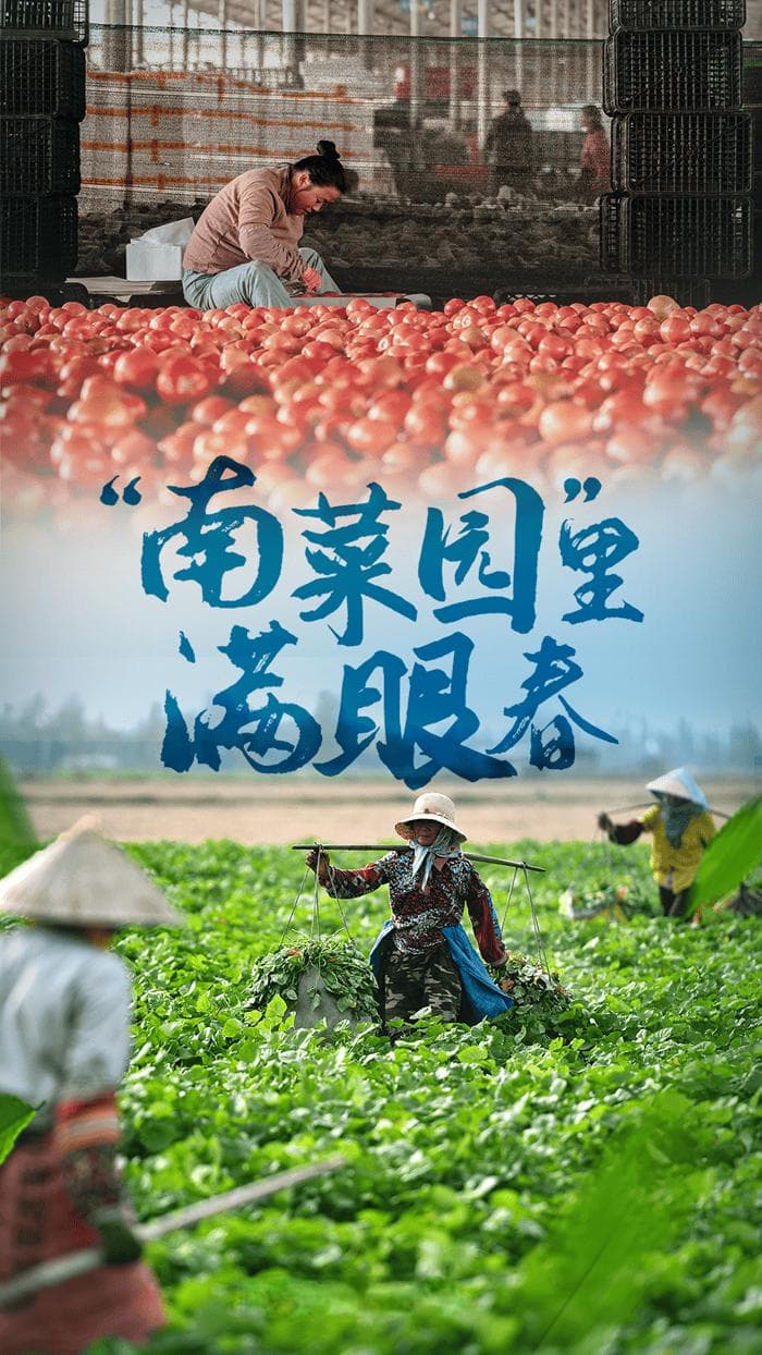 七省联动南菜北运，甘肃高原夏菜异军突起