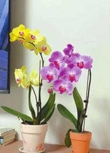 漂亮的年宵花节后怎么养护？