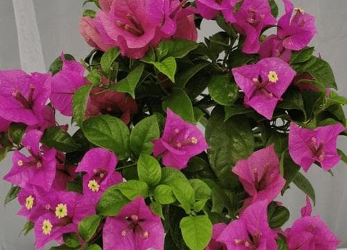 闷热的阳光房适合种什么植物？这些植物最适合阳光房环境