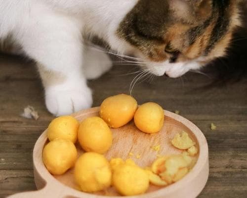 宠物猫咪的健康饮食指南