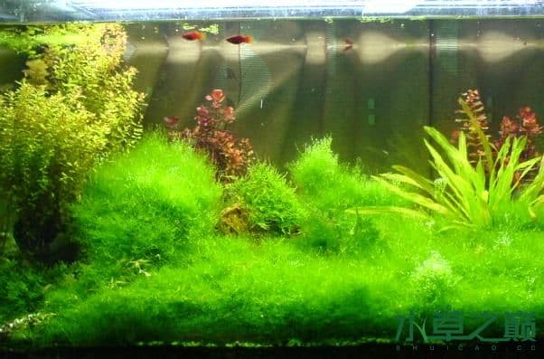 水草缸养什么鱼？八大类观赏鱼详解