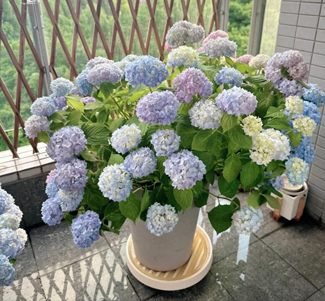 【原】绣球花期结束后，及时做这4件事，明年开花会更多