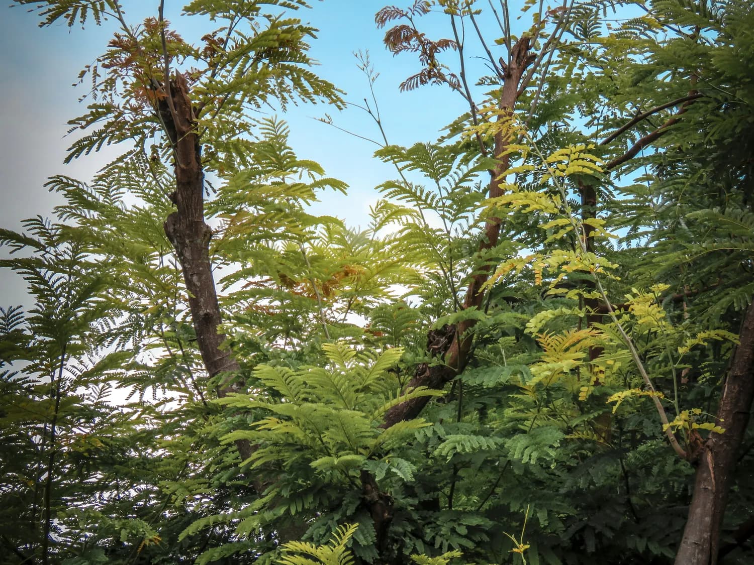 秦岭国家植物园：三种珍稀植物野外回归