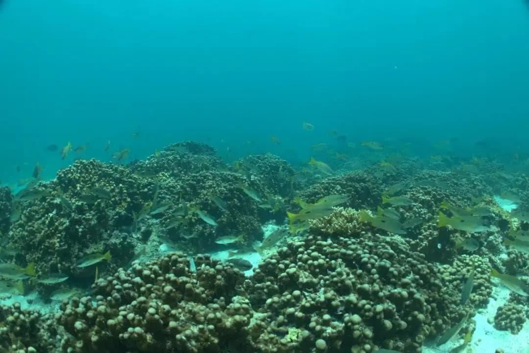 盘点现有海洋保护措施对全球鱼类生物量的贡献：十成渔获一成保护